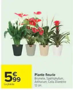 Carrefour Plante fleurie offre