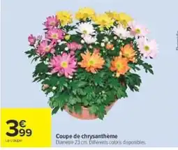 Carrefour Coupe de chrysanthème offre