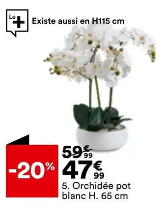 Orchidée pot blanc