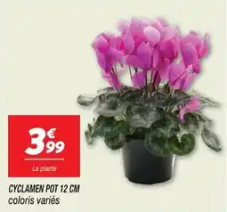Netto CYCLAMEN offre