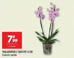Netto PHALAENOPSIS offre