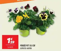 Netto PENSÉE offre