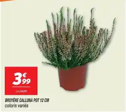 Netto BRUYÈRE CALLUNA offre