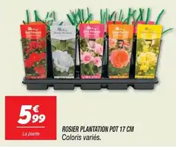 Netto ROSIER PLANTATION offre