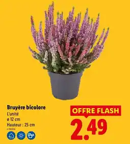 Lidl Bruyère bicolore offre