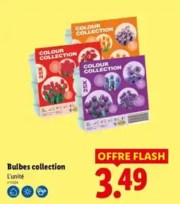 Lidl COLOUR COLLECTION Bulbes collection offre