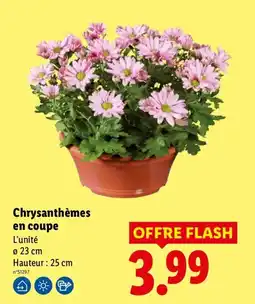 Lidl Chrysanthèmes en coupe offre