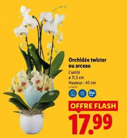 Lidl Orchidée twister offre