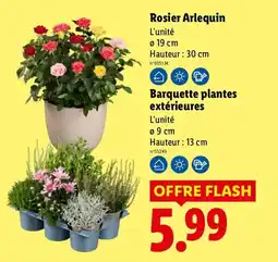 Lidl Rosier Arlequin offre