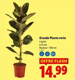 Lidl Grande Plante verte offre