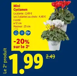 Lidl Cyclamen Mini offre