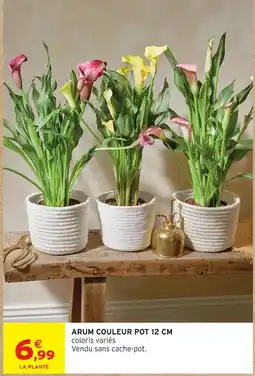 Intermarché Arum couleur pot offre