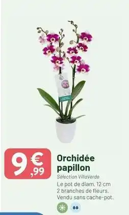 VillaVerde Papillon - orchidée offre