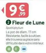 VillaVerde Facile - fleur de lune offre