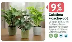VillaVerde Calathea + cache-pot offre