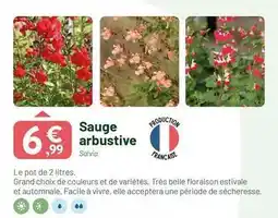 VillaVerde Francaise - sauge arbustive offre
