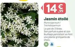 VillaVerde Jasmin étoilé offre
