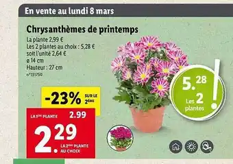 Lidl Chrysanthèmes De Printemps offre