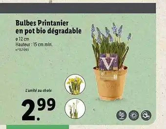 Lidl Bulbes Printanier En Pot Bio Dégradable offre