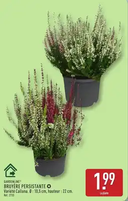 ALDI GARDENLINE BRUYÈRE PERSISTANTE offre