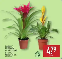 ALDI GARDENLINE GUZMANIA OU VRIESEA offre