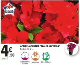 E.Leclerc Brico FLEURS DE FRANCE AZALÉE JAPONAISE "AZALEA JAPONICA" offre