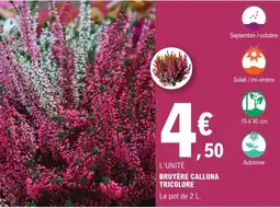 E.Leclerc Brico BRUYÈRE CALLUNA TRICOLORE offre