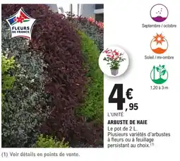 E.Leclerc Brico FLEURS DE FRANCE ARBUSTE DE HAIE offre