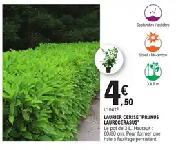 E.Leclerc Brico Laurier cerise "Prunus laurocerasus" offre
