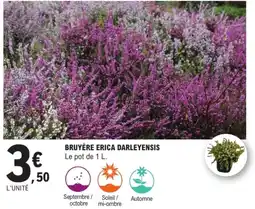 E.Leclerc Brico BRUYÈRE ERICA DARLEYENSIS offre