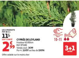 Auchan CYPRES DE LEYLAND offre