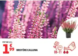 Auchan BRUYÈRE CALLUNA offre