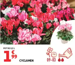 Auchan CYCLAMEN offre