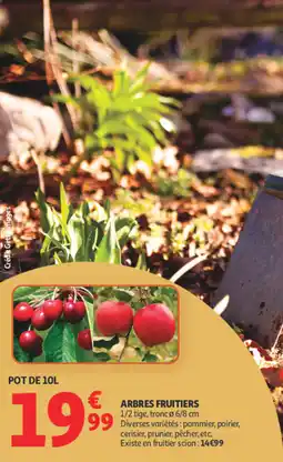 Auchan Arbres fruitiers offre