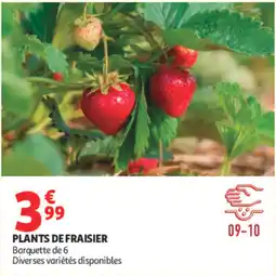 Auchan PLANTS DE FRAISIER offre