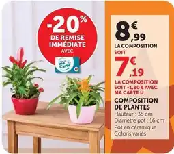 U Express Composition de plantes offre