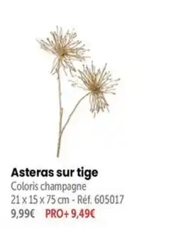Retif Asteras sur tige offre