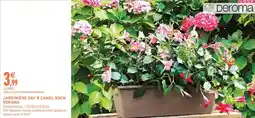 Intermarché DEROMA JARDINIÈRE DAY R CAMEL 50CM offre