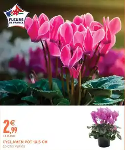 Intermarché FLEURS DE FRANCE CYCLAMEN offre
