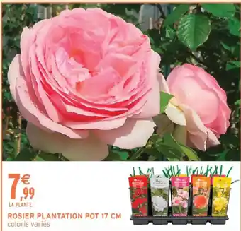 ROSIER PLANTATION