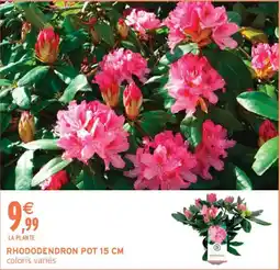Intermarché Rhododendron pot offre