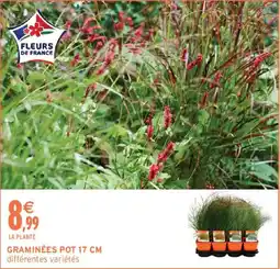 Intermarché Graminées pot offre
