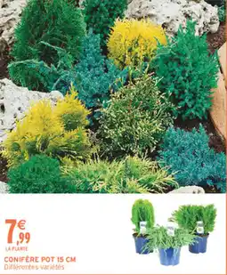 Intermarché Hyper Conifère pot offre