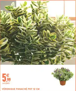 Intermarché Hyper VÉRONIQUE PANACHÉ offre