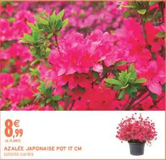 AZALÉE JAPONAISE