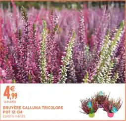 Intermarché Hyper Bruyère calluna tricolore pot offre