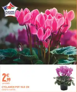 Intermarché Hyper FLEURS DE FRANCE CYCLAMEN offre