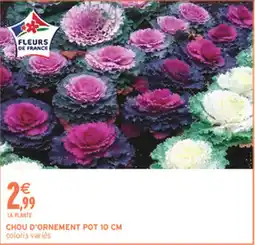 Intermarché Hyper FLEURS DE FRANCE CHOU D'ORNEMENT offre
