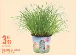 Intermarché Hyper Graines Herbe à chat offre