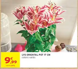 Intermarché Contact LA PLANTE LYS ORIENTAL offre